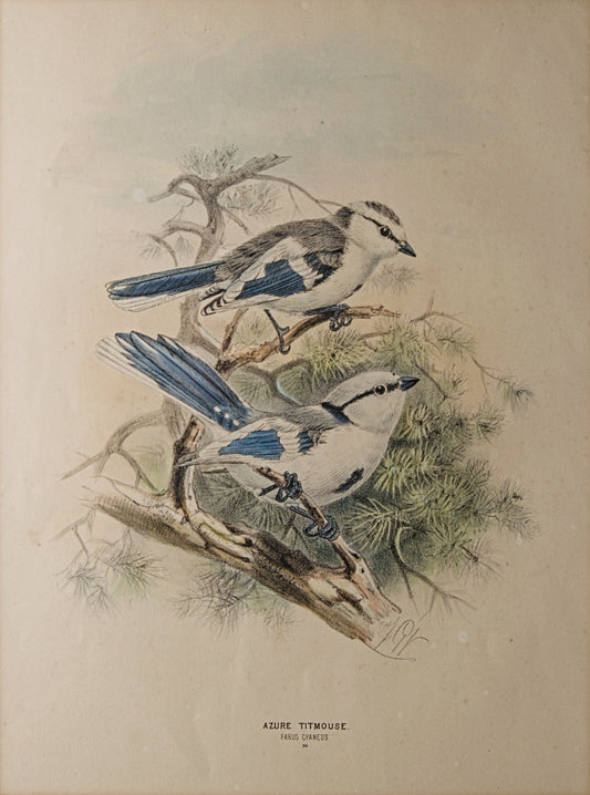 HENRY DRESSER | AZURE TITMOUSE (HERRERIZO CIÁNEO) | ILUSTRACIÓN CIENTÍFICA DEL S. XIX | LITOGRAFÍA ORIGINAL