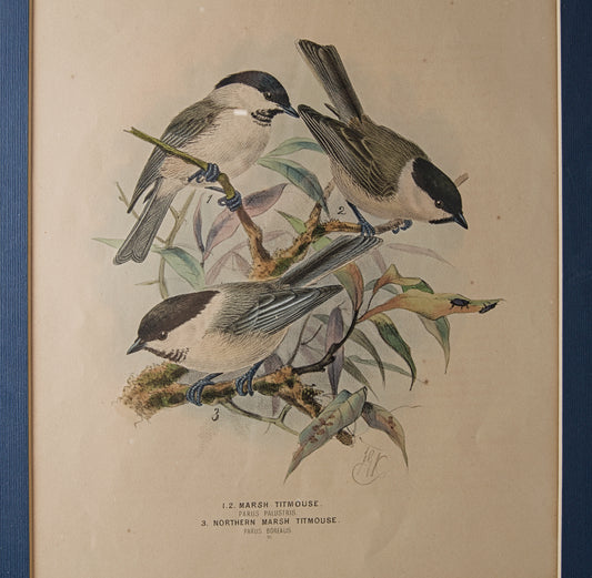 HENRY DRESSER | MARSH TITMOUSE (CARBONERO PALUSTRE) | ILUSTRACIÓN CIENTÍFICA DEL S. XIX | LITOGRAFÍA ORIGINAL