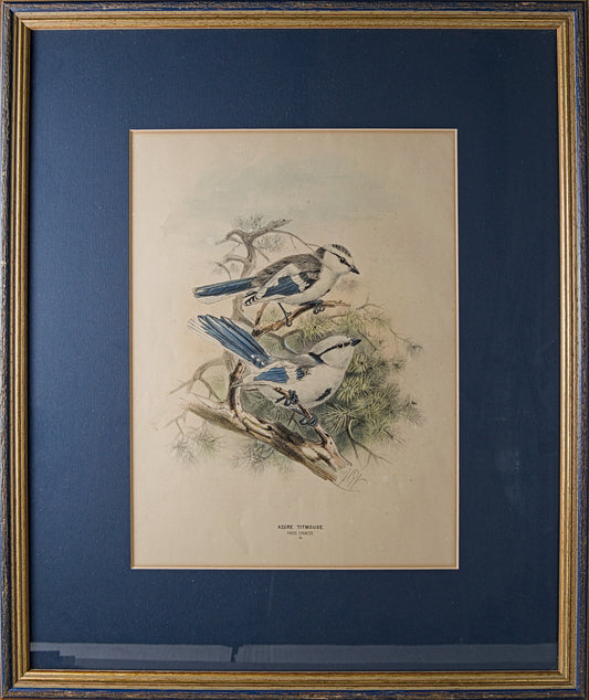 HENRY DRESSER | AZURE TITMOUSE (HERRERIZO CIÁNEO) | ILUSTRACIÓN CIENTÍFICA DEL S. XIX | LITOGRAFÍA ORIGINAL