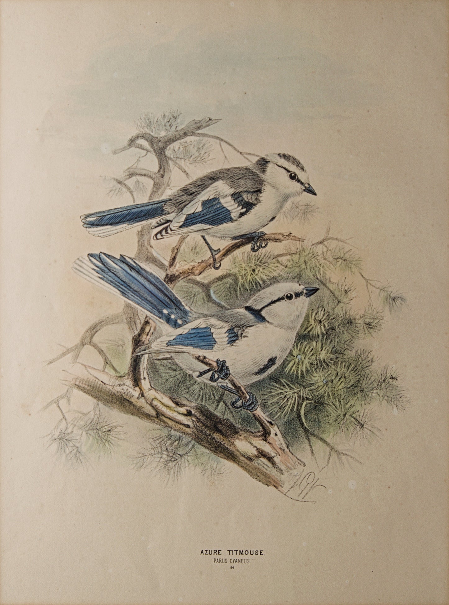 HENRY DRESSER | AZURE TITMOUSE (HERRERIZO CIÁNEO) | ILUSTRACIÓN CIENTÍFICA DEL S. XIX | LITOGRAFÍA ORIGINAL