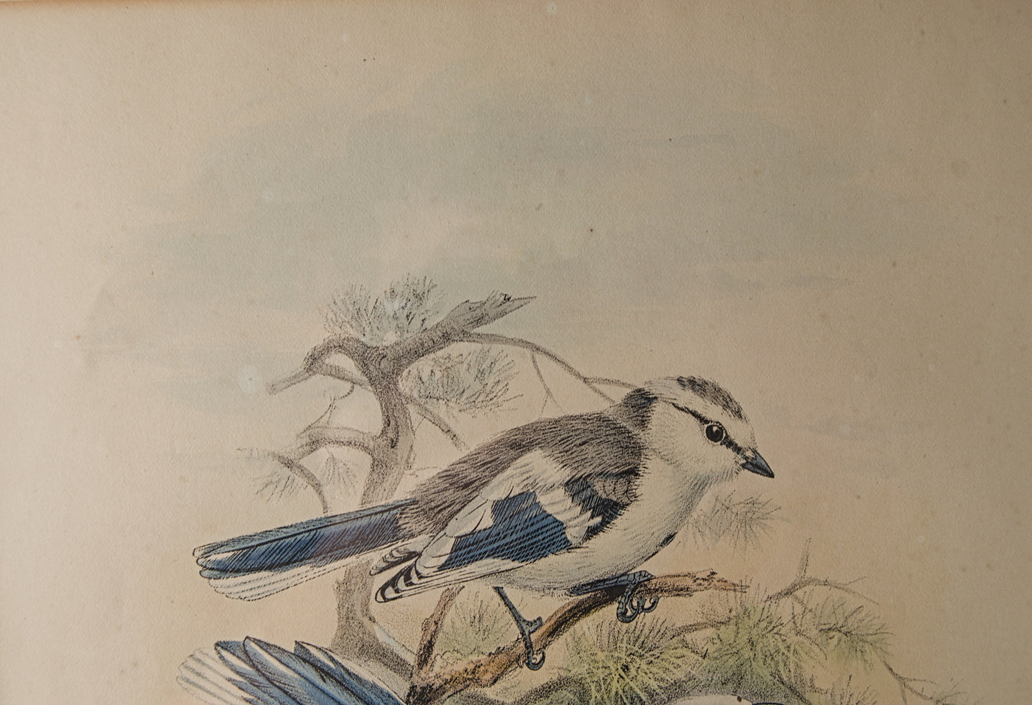 HENRY DRESSER | AZURE TITMOUSE (HERRERIZO CIÁNEO) | ILUSTRACIÓN CIENTÍFICA DEL S. XIX | LITOGRAFÍA ORIGINAL