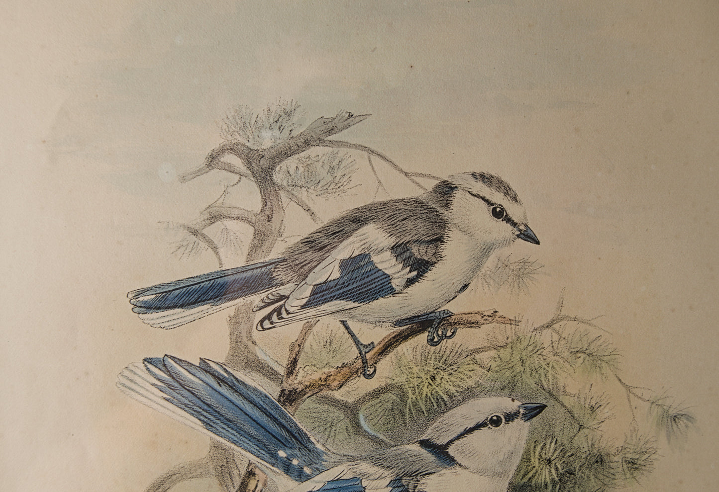 HENRY DRESSER | AZURE TITMOUSE (HERRERIZO CIÁNEO) | ILUSTRACIÓN CIENTÍFICA DEL S. XIX | LITOGRAFÍA ORIGINAL