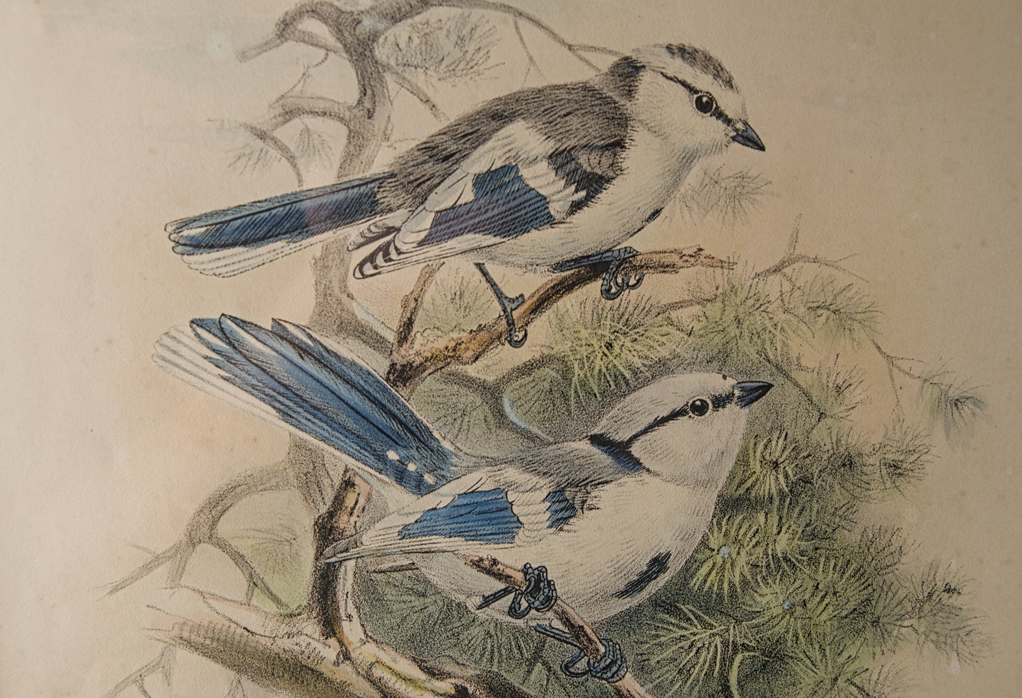 HENRY DRESSER | AZURE TITMOUSE (HERRERIZO CIÁNEO) | ILUSTRACIÓN CIENTÍFICA DEL S. XIX | LITOGRAFÍA ORIGINAL