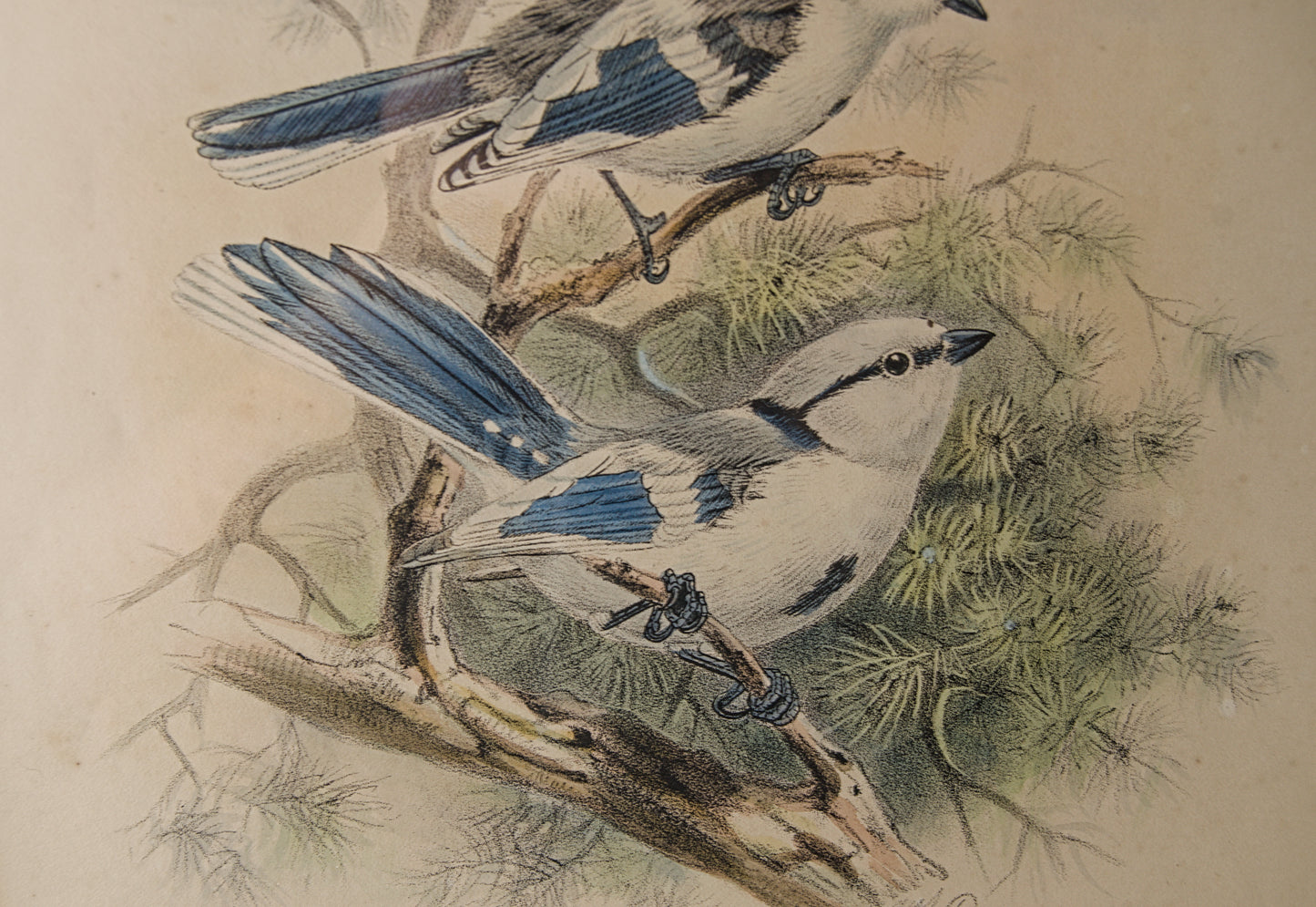 HENRY DRESSER | AZURE TITMOUSE (HERRERIZO CIÁNEO) | ILUSTRACIÓN CIENTÍFICA DEL S. XIX | LITOGRAFÍA ORIGINAL