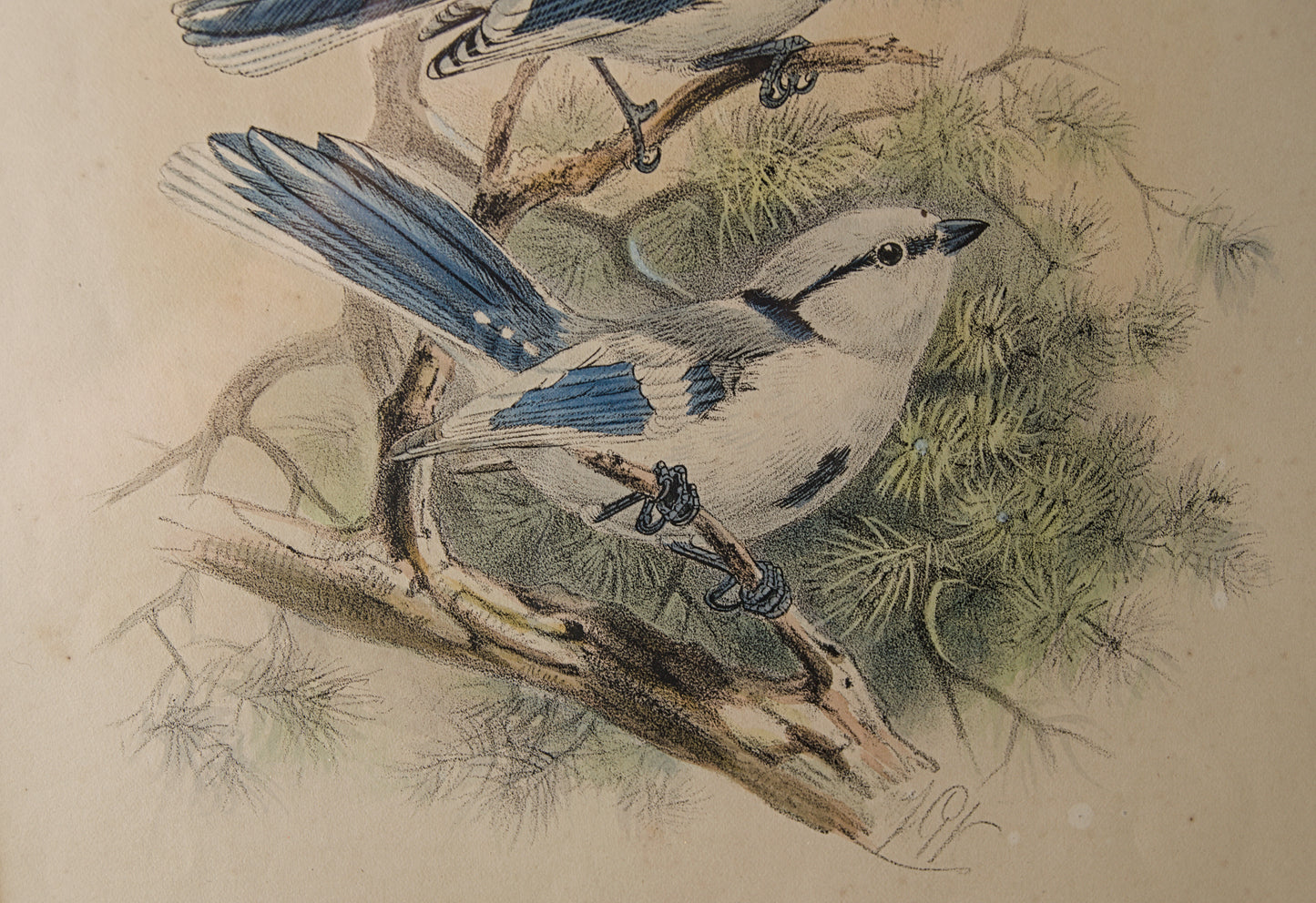 HENRY DRESSER | AZURE TITMOUSE (HERRERIZO CIÁNEO) | ILUSTRACIÓN CIENTÍFICA DEL S. XIX | LITOGRAFÍA ORIGINAL