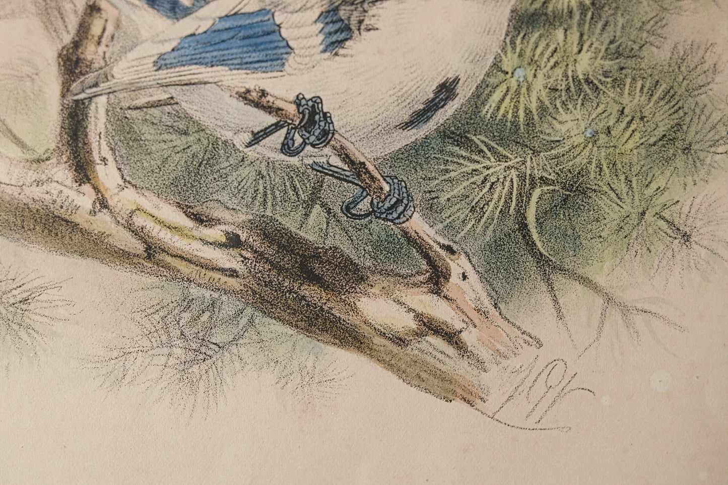HENRY DRESSER | AZURE TITMOUSE (HERRERIZO CIÁNEO) | ILUSTRACIÓN CIENTÍFICA DEL S. XIX | LITOGRAFÍA ORIGINAL