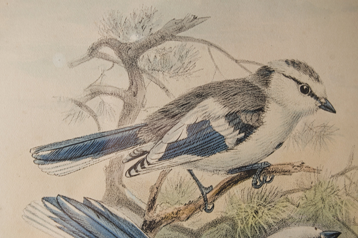 HENRY DRESSER | AZURE TITMOUSE (HERRERIZO CIÁNEO) | ILUSTRACIÓN CIENTÍFICA DEL S. XIX | LITOGRAFÍA ORIGINAL