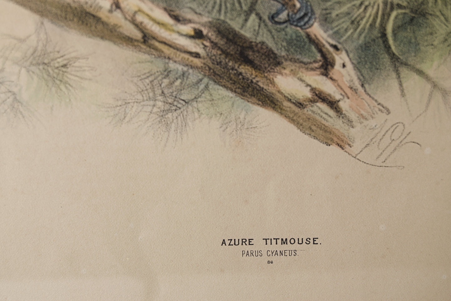 HENRY DRESSER | AZURE TITMOUSE (HERRERIZO CIÁNEO) | ILUSTRACIÓN CIENTÍFICA DEL S. XIX | LITOGRAFÍA ORIGINAL