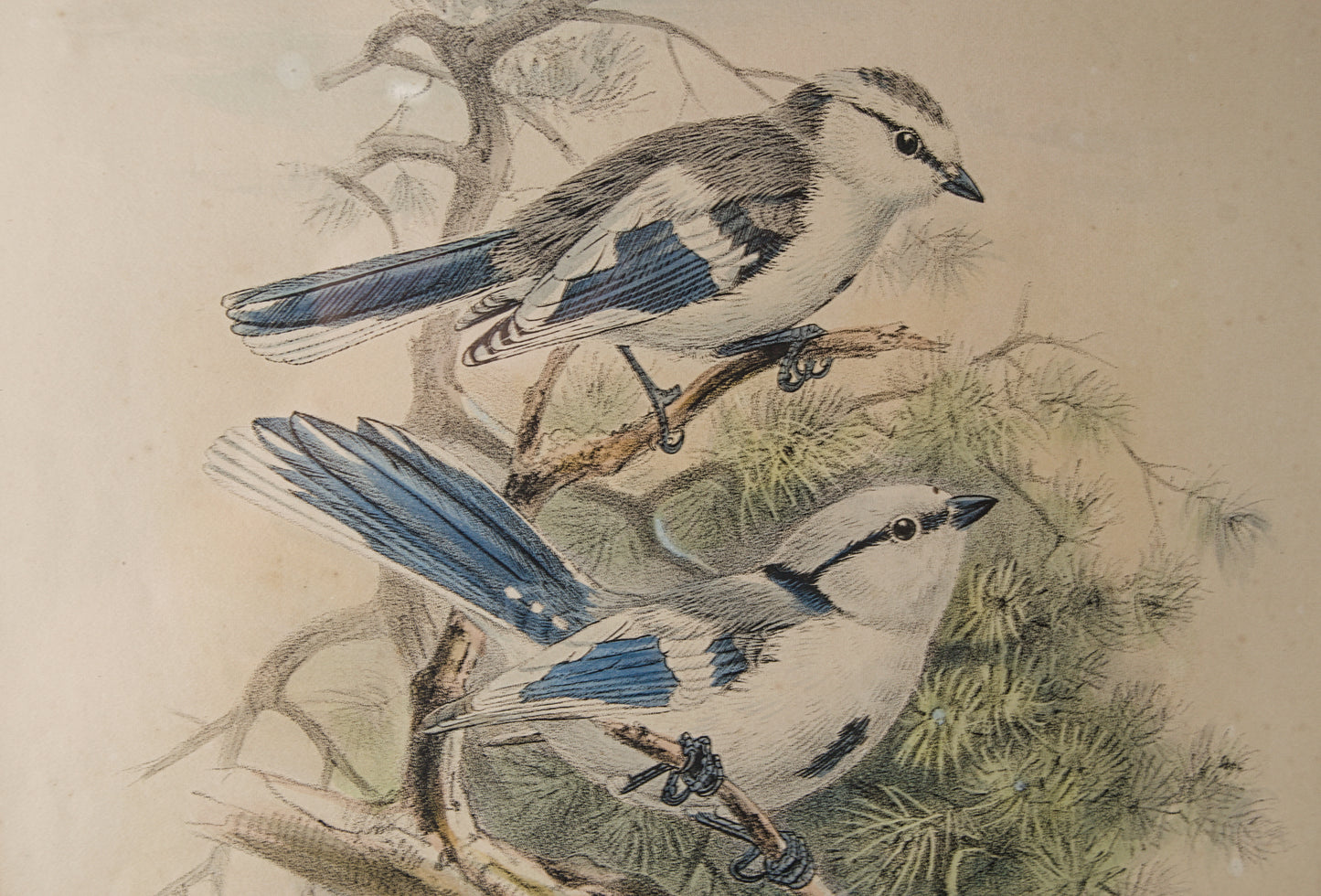 HENRY DRESSER | AZURE TITMOUSE (HERRERIZO CIÁNEO) | ILUSTRACIÓN CIENTÍFICA DEL S. XIX | LITOGRAFÍA ORIGINAL