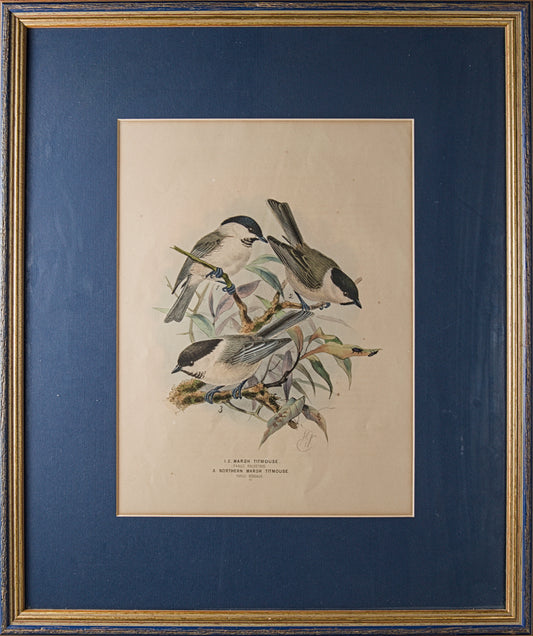HENRY DRESSER | MARSH TITMOUSE (CARBONERO PALUSTRE) | ILUSTRACIÓN CIENTÍFICA DEL S. XIX | LITOGRAFÍA ORIGINAL