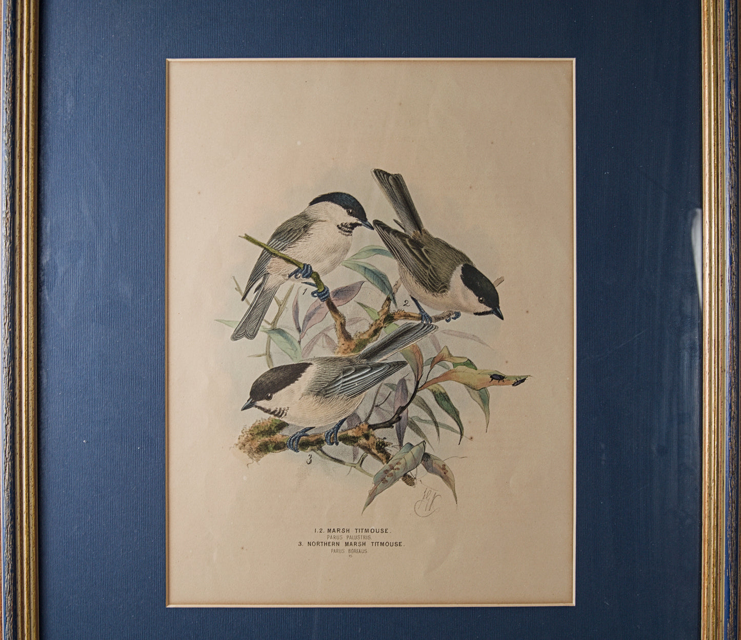 HENRY DRESSER | MARSH TITMOUSE (CARBONERO PALUSTRE) | ILUSTRACIÓN CIENTÍFICA DEL S. XIX | LITOGRAFÍA ORIGINAL
