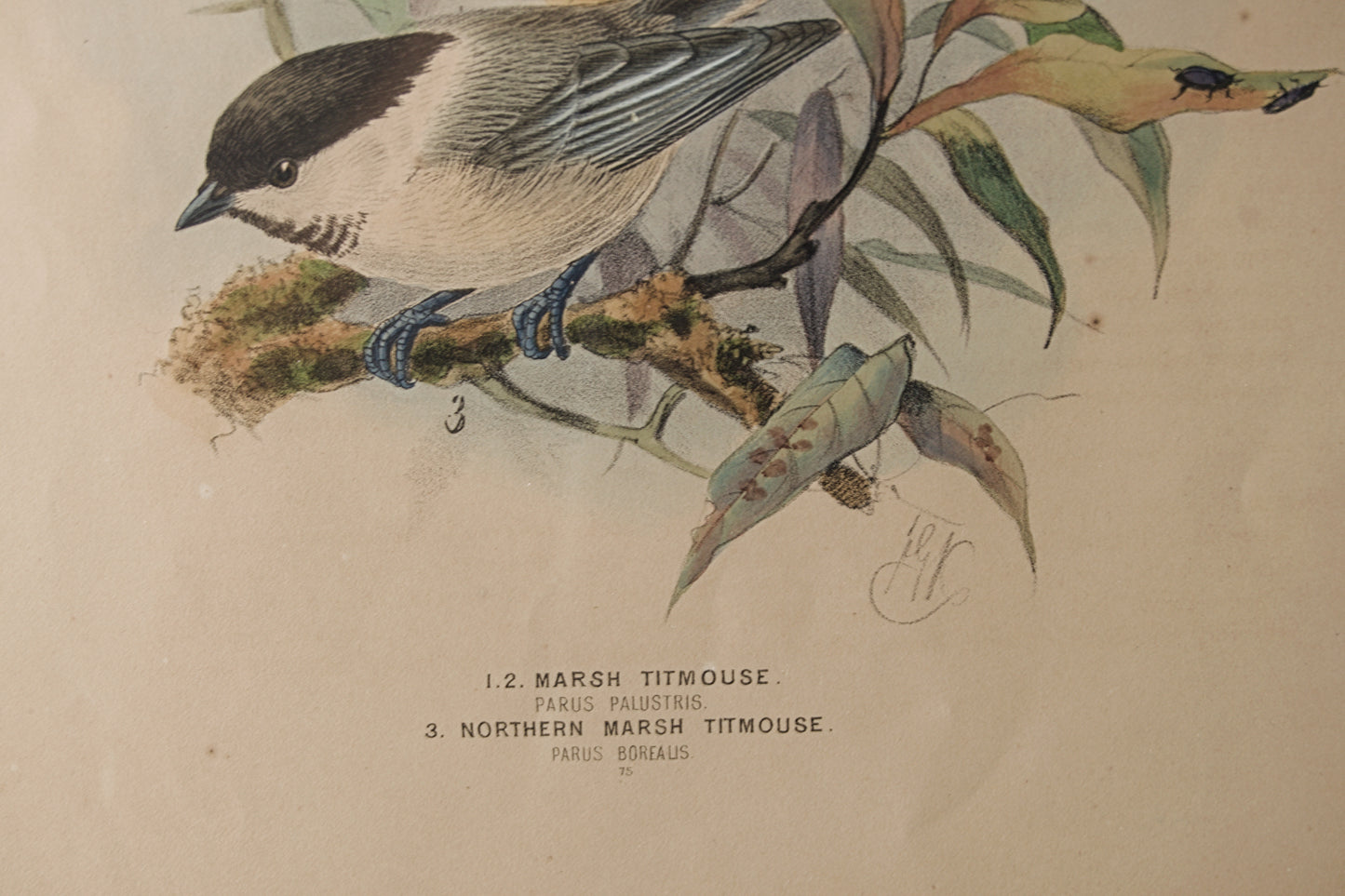 HENRY DRESSER | MARSH TITMOUSE (CARBONERO PALUSTRE) | ILUSTRACIÓN CIENTÍFICA DEL S. XIX | LITOGRAFÍA ORIGINAL