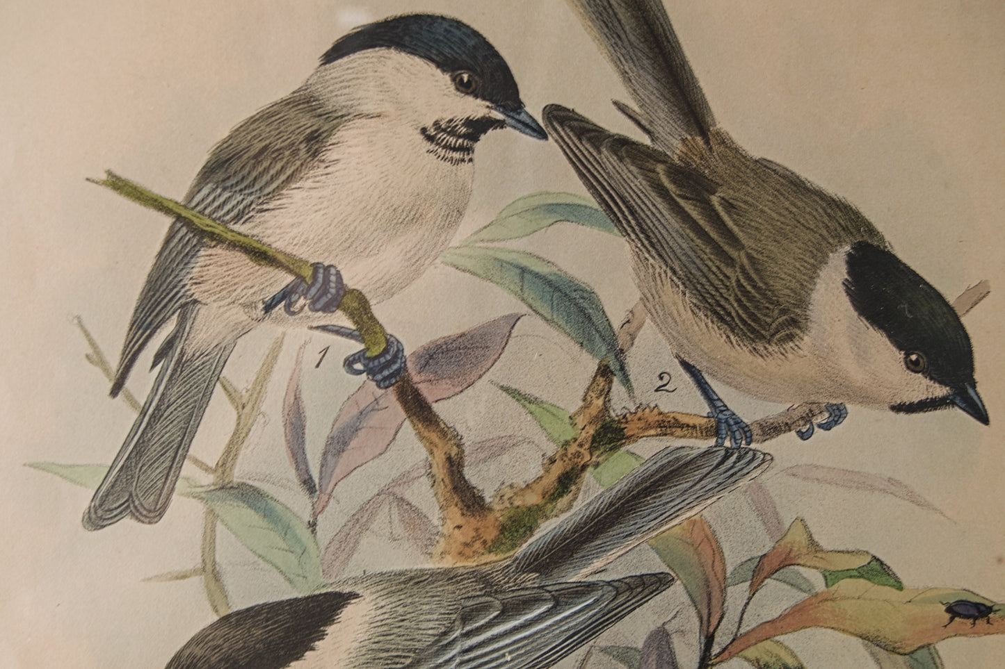 HENRY DRESSER | MARSH TITMOUSE (CARBONERO PALUSTRE) | ILUSTRACIÓN CIENTÍFICA DEL S. XIX | LITOGRAFÍA ORIGINAL