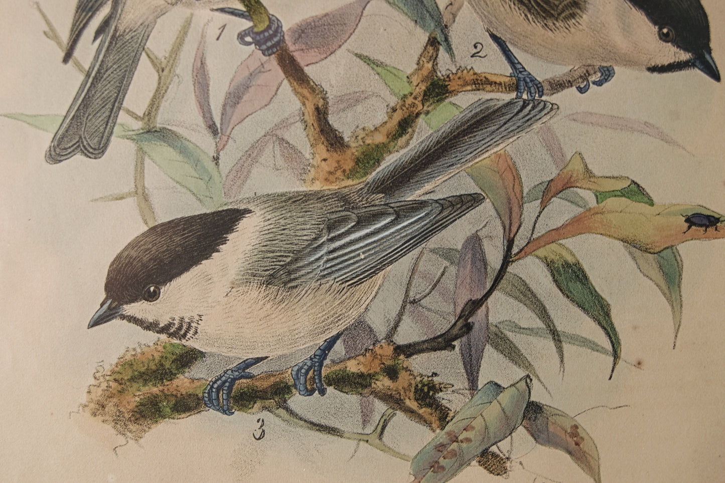 HENRY DRESSER | MARSH TITMOUSE (CARBONERO PALUSTRE) | ILUSTRACIÓN CIENTÍFICA DEL S. XIX | LITOGRAFÍA ORIGINAL